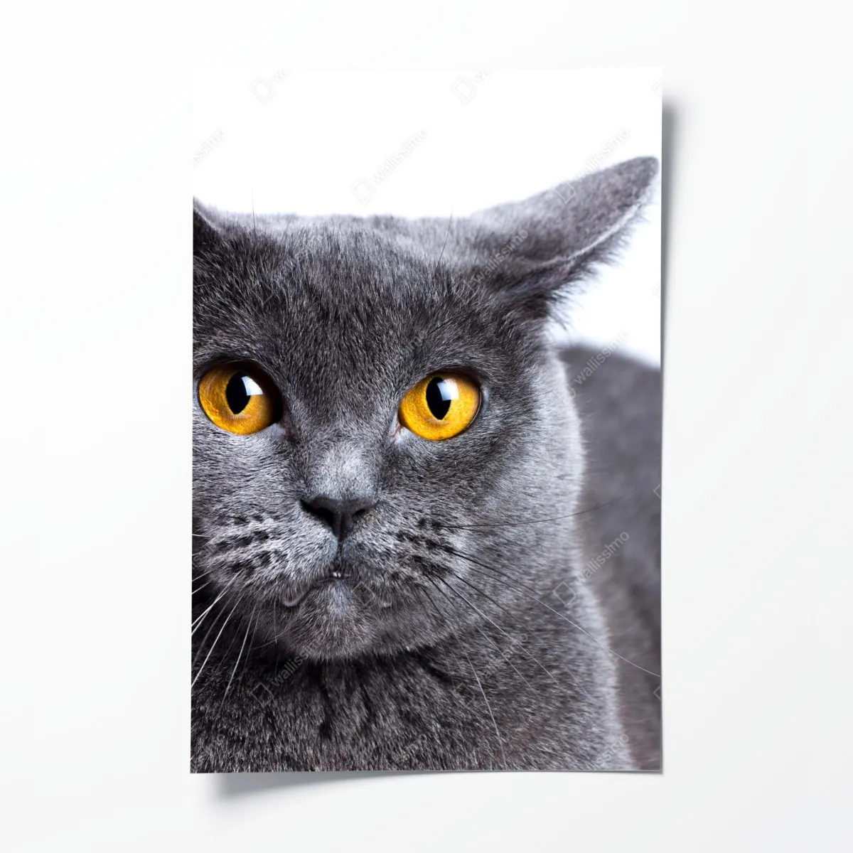 Plakat zachwycający portret szarego kota z złotymi oczami – Wallissimo® Plakat zachwycający portret szarego kota z złotymi oczami – Wallissimo®
