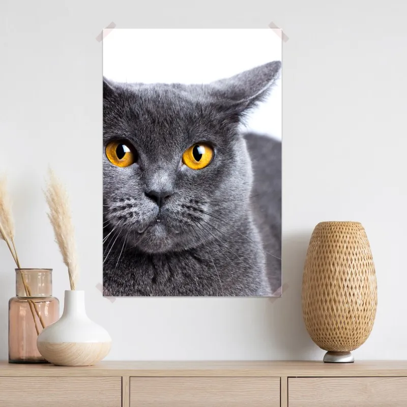 Plakat zachwycający portret szarego kota z złotymi oczami – Wallissimo® Plakat zachwycający portret szarego kota z złotymi oczami – Wallissimo®