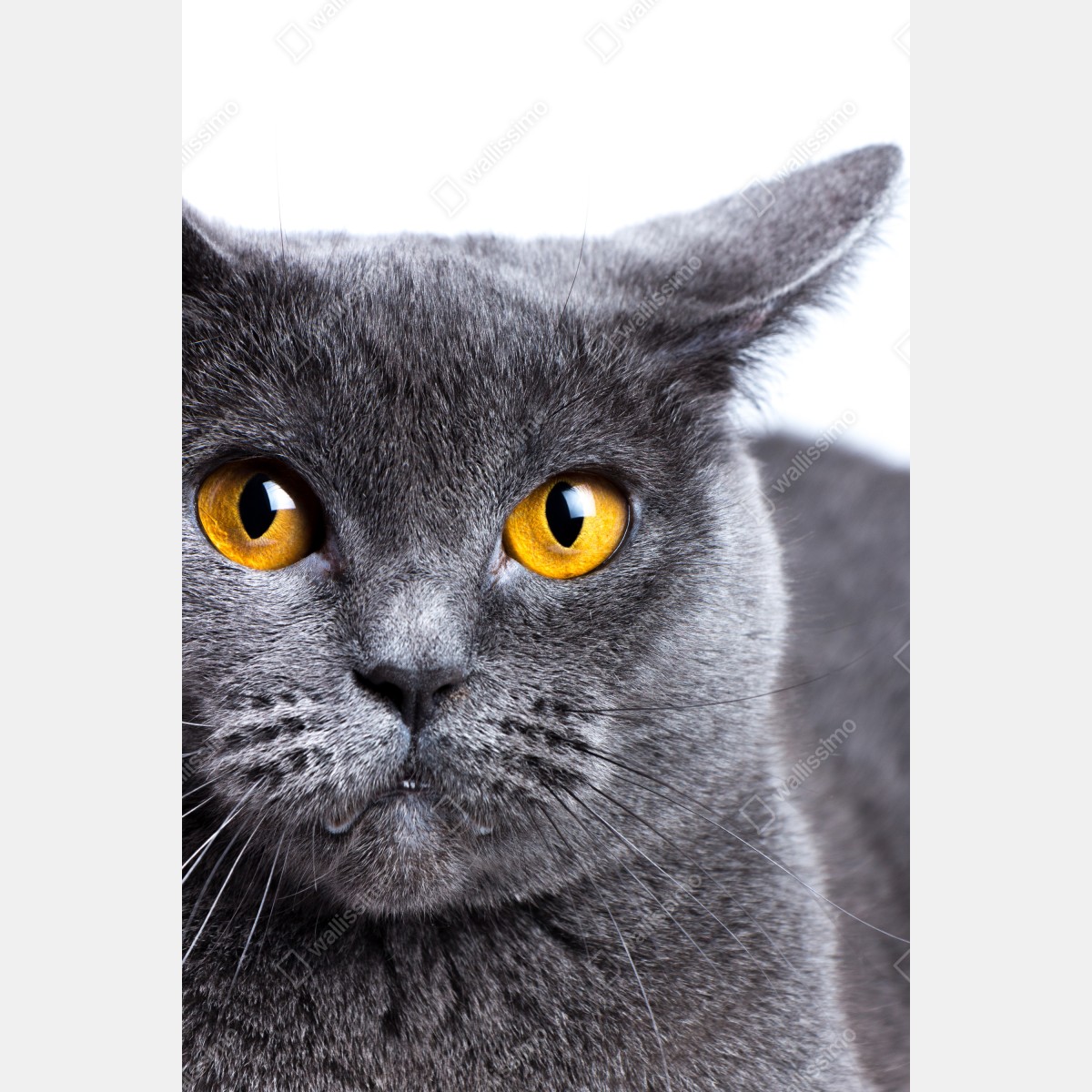 Plakat zachwycający portret szarego kota z złotymi oczami – Wallissimo® Plakat zachwycający portret szarego kota z złotymi oczami – Wallissimo®