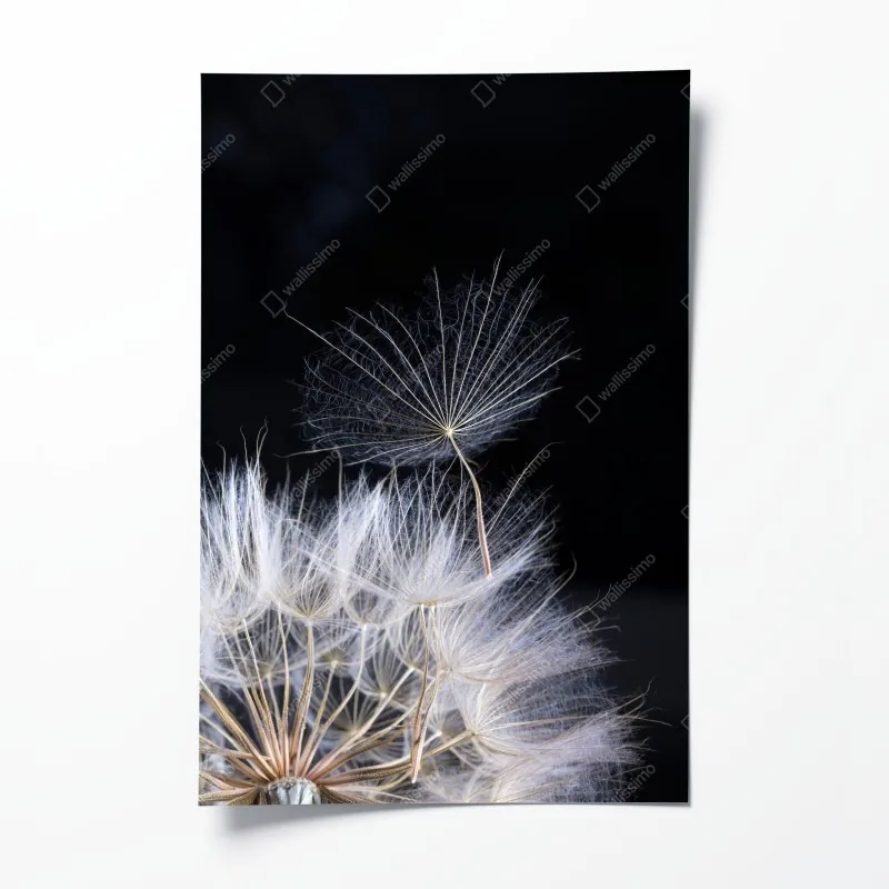 Plakat delikatne ziarno mniszka na czarnym tle