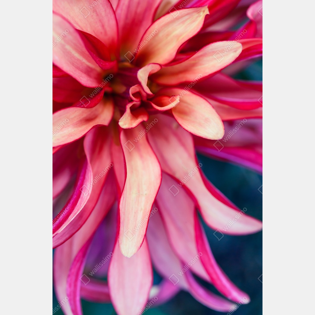Plakat żywe różowe makro kwiatu – Wallissimo® Plakat żywe różowe makro kwiatu – Wallissimo®