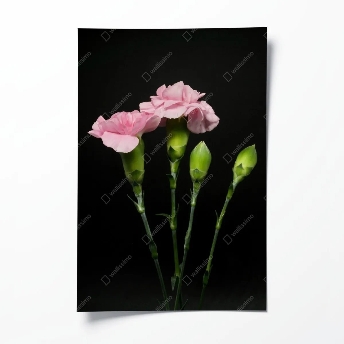 Plakat różowe goździki na czarnym tle – Wallissimo® Plakat różowe goździki na czarnym tle – Wallissimo®