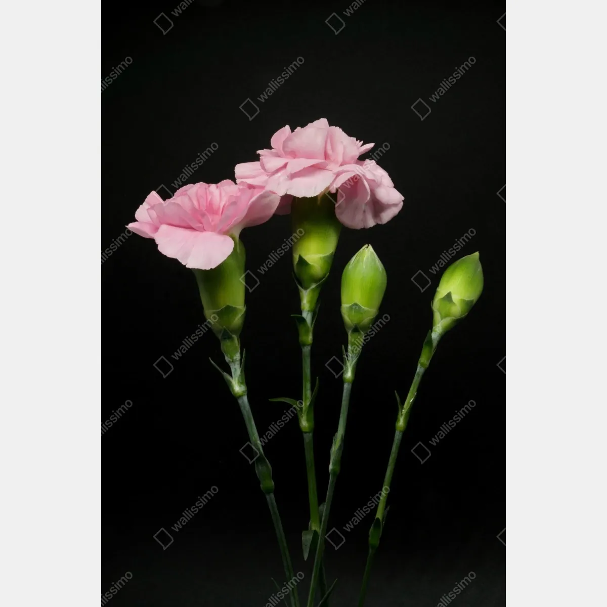 Plakat różowe goździki na czarnym tle – Wallissimo® Plakat różowe goździki na czarnym tle – Wallissimo®