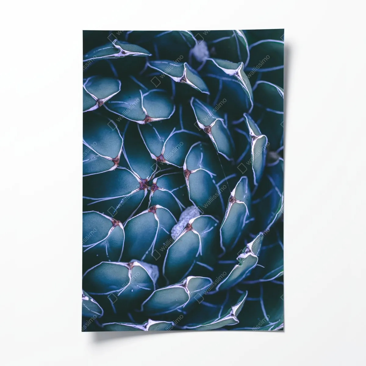 Plakat geometryczne zbliżenie sukulenta w turkusie – Wallissimo® Plakat geometryczne zbliżenie sukulenta w turkusie – Wallissimo®