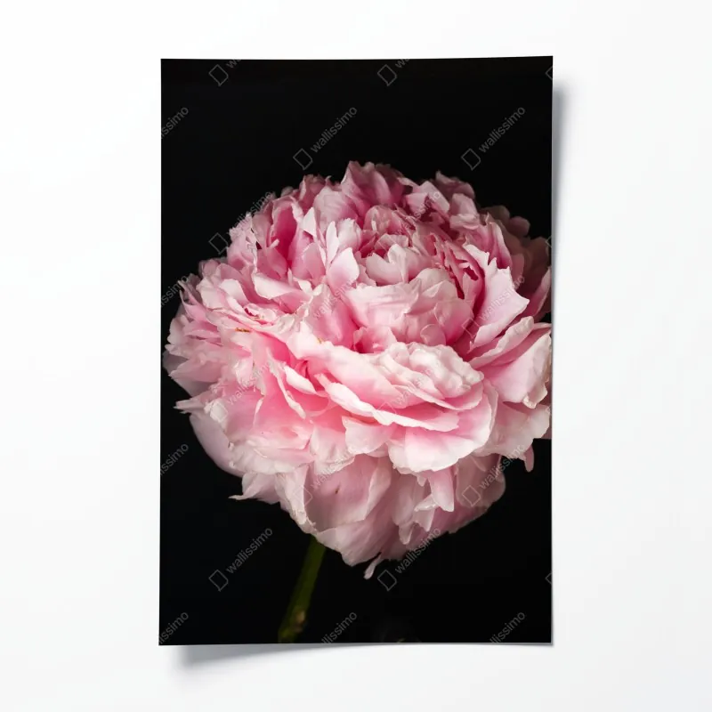 Plakat pastelowe flamingi na zimowym jeziorze – Wallissimo®