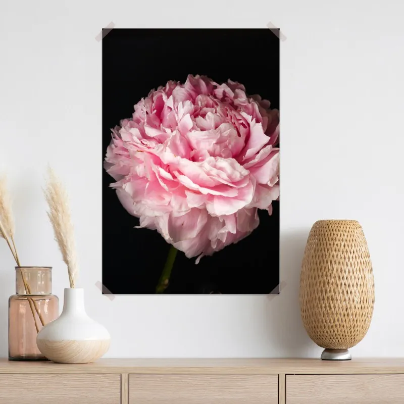 Plakat delikatna różowa piwonia zbliżenie – Wallissimo® Plakat delikatna różowa piwonia zbliżenie – Wallissimo®