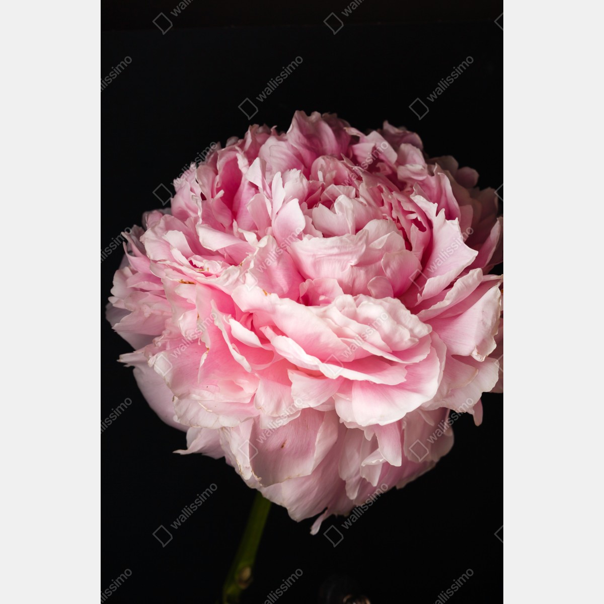 Plakat delikatna różowa piwonia zbliżenie – Wallissimo® Plakat delikatna różowa piwonia zbliżenie – Wallissimo®