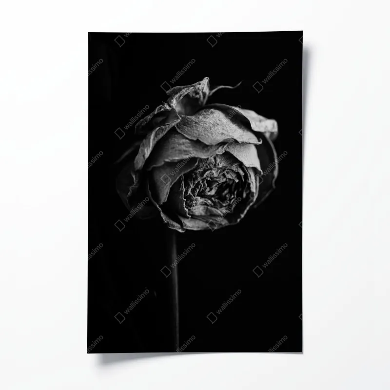 Plakat spokojna kładka w dżungli przez bujny las deszczowy – Wallissimo®