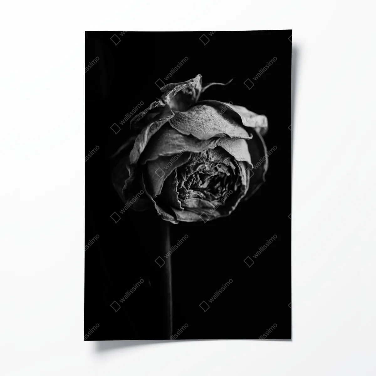 Plakat monochromatyczna suszona róża – Wallissimo® Plakat monochromatyczna suszona róża – Wallissimo®