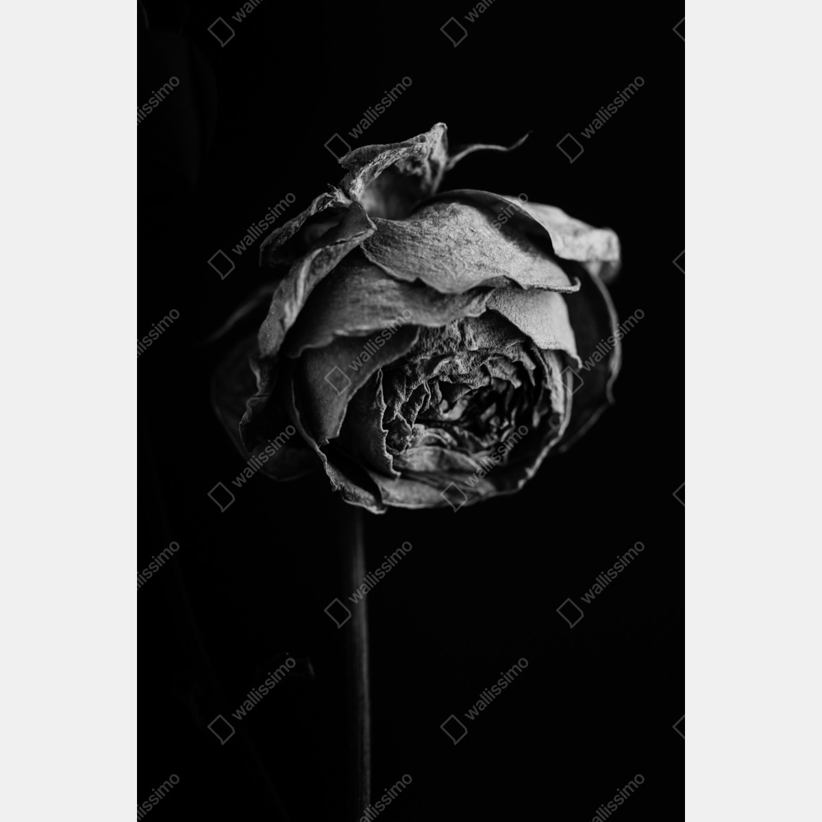 Plakat monochromatyczna suszona róża – Wallissimo® Plakat monochromatyczna suszona róża – Wallissimo®