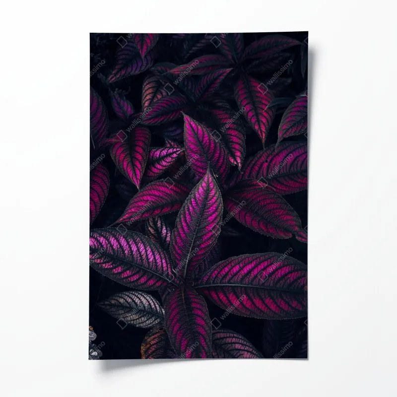 Plakat pole maków o zachodzie słońca – Wallissimo®