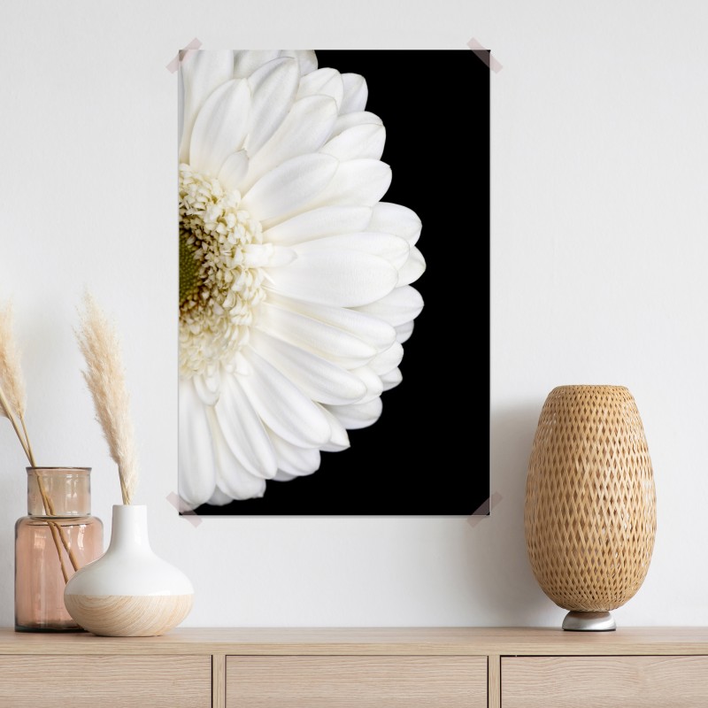 Plakat biała gerbera na czarnym tle minimalistyczne zbliżenie – Wallissimo® Plakat biała gerbera na czarnym tle minimalistyczne zbliżenie – Wallissimo®