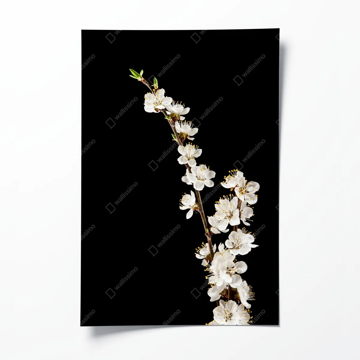 Plakat delikatna gałązka kwitnącej moreli na czarnym tle – Wallissimo® Plakat delikatna gałązka kwitnącej moreli na czarnym tle – Wallissimo®