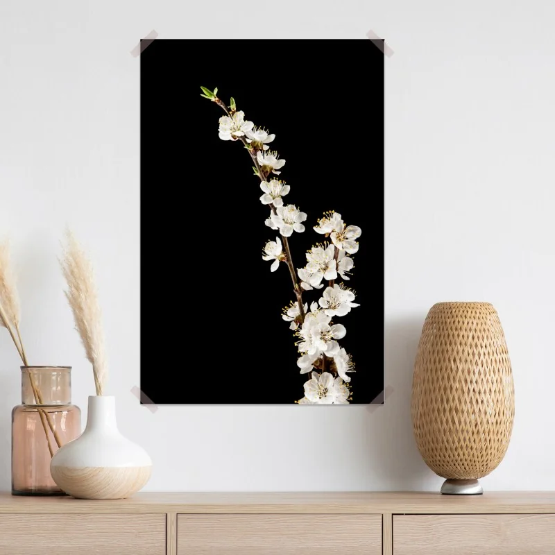 Plakat delikatna gałązka kwitnącej moreli na czarnym tle