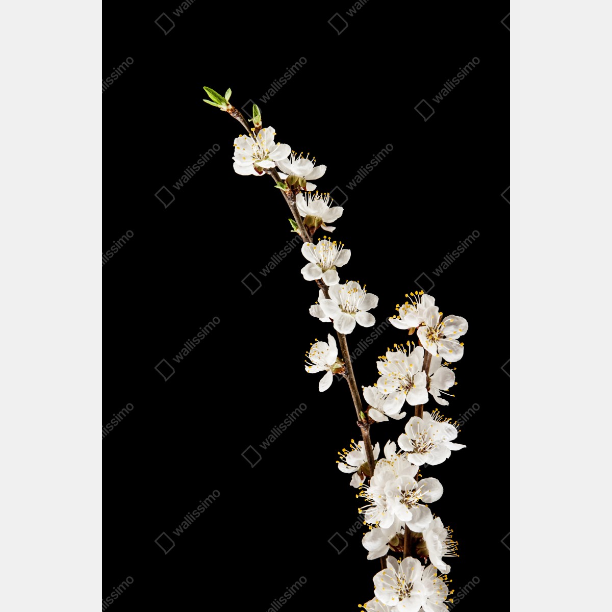 Plakat delikatna gałązka kwitnącej moreli na czarnym tle – Wallissimo® Plakat delikatna gałązka kwitnącej moreli na czarnym tle – Wallissimo®