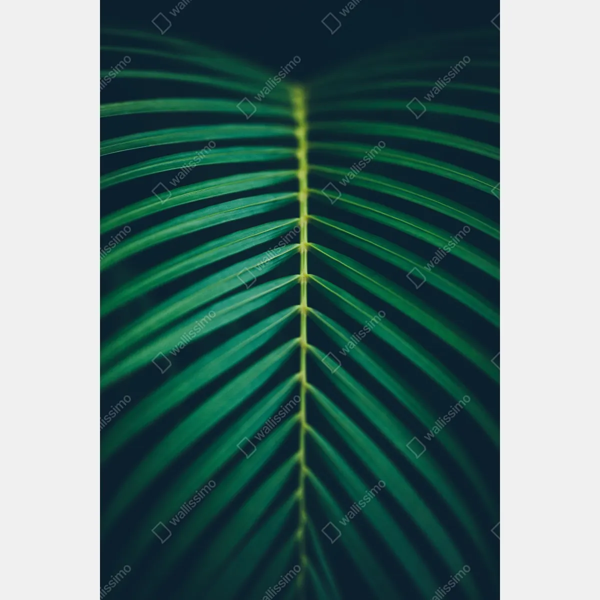 Plakat pionowy liść palmy z bliska – Wallissimo® Plakat pionowy liść palmy z bliska – Wallissimo®