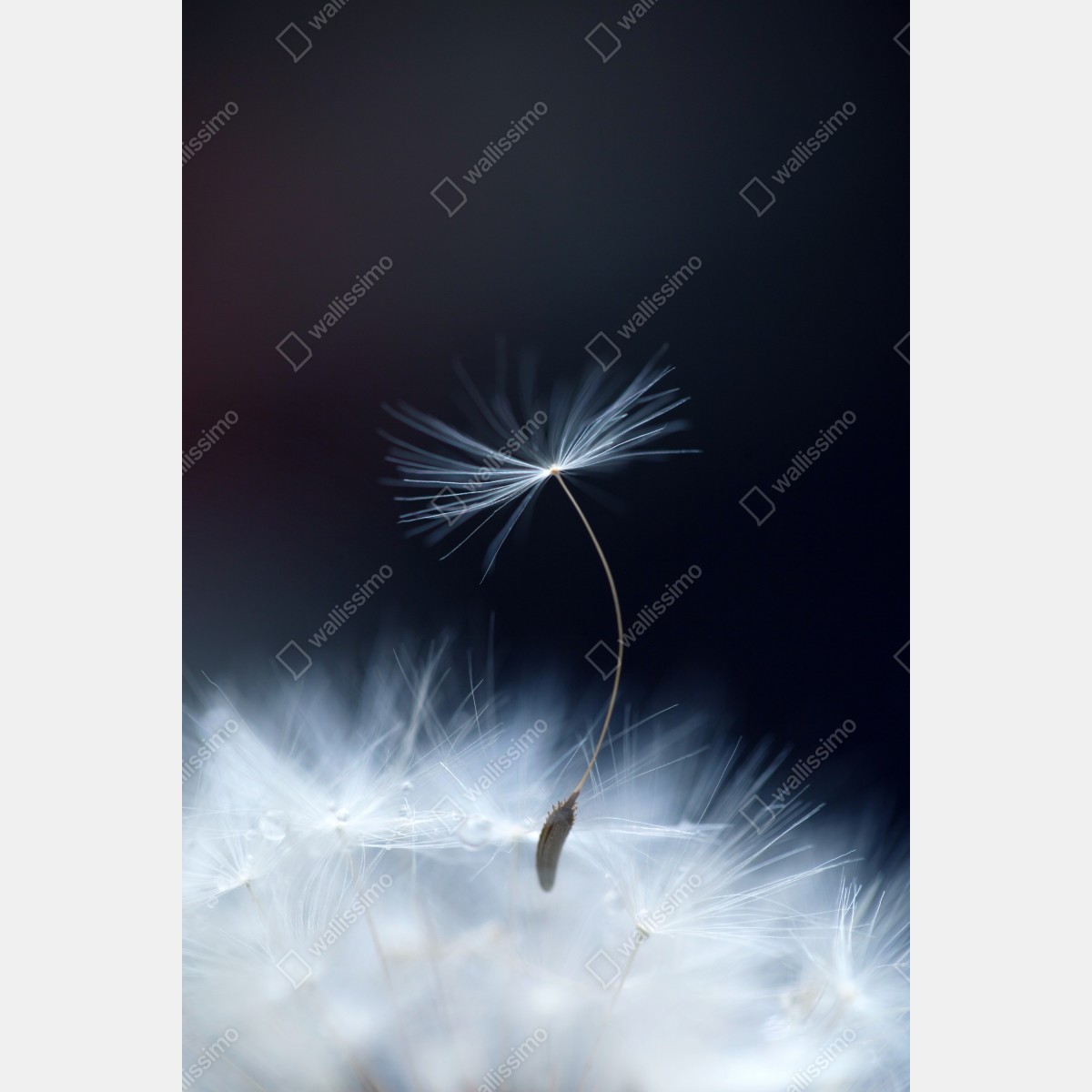 Plakat delikatne zbliżenie nasiona dmuchawca – Wallissimo® Plakat delikatne zbliżenie nasiona dmuchawca – Wallissimo®