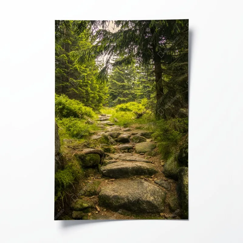 Plakat spokojna leśna ścieżka wśród sosen