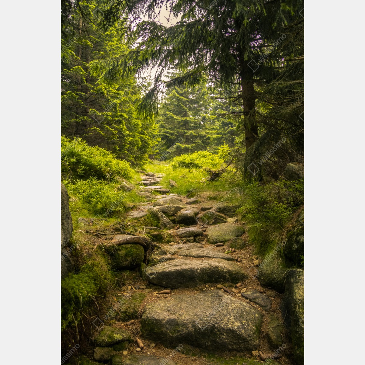 Plakat spokojna leśna ścieżka wśród sosen – Wallissimo® Plakat spokojna leśna ścieżka wśród sosen – Wallissimo®
