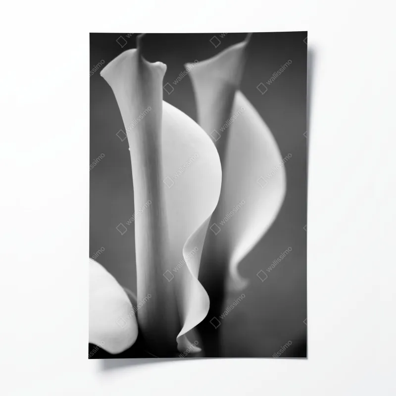 Plakat wzór z kaktusami i sukulentami – Wallissimo®