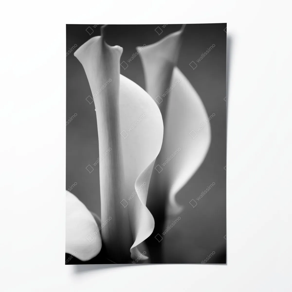 Plakat eleganckie kallie w monochromie – Wallissimo® Plakat eleganckie kallie w monochromie – Wallissimo®