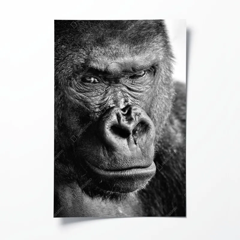 Plakat intensywny portret goryla w czerni i bieli