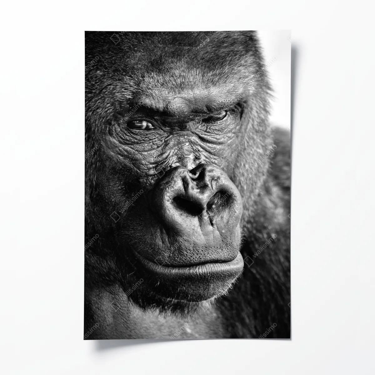 Plakat intensywny portret goryla w czerni i bieli – Wallissimo® Plakat intensywny portret goryla w czerni i bieli – Wallissimo®