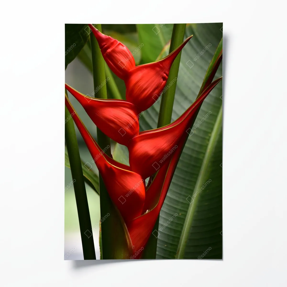 Plakat intensywny czerwony kwiat heliconia – Wallissimo® Plakat intensywny czerwony kwiat heliconia – Wallissimo®