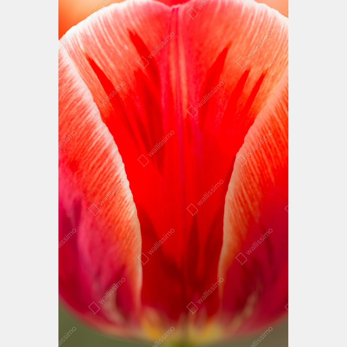 Plakat intensywny czerwony tulipan zbliżenie – Wallissimo® Plakat intensywny czerwony tulipan zbliżenie – Wallissimo®