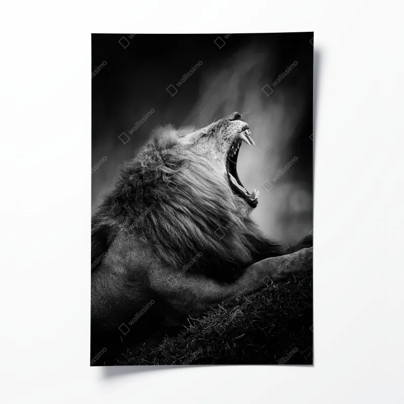 Plakat majestatyczny ryczący lew w monochromie