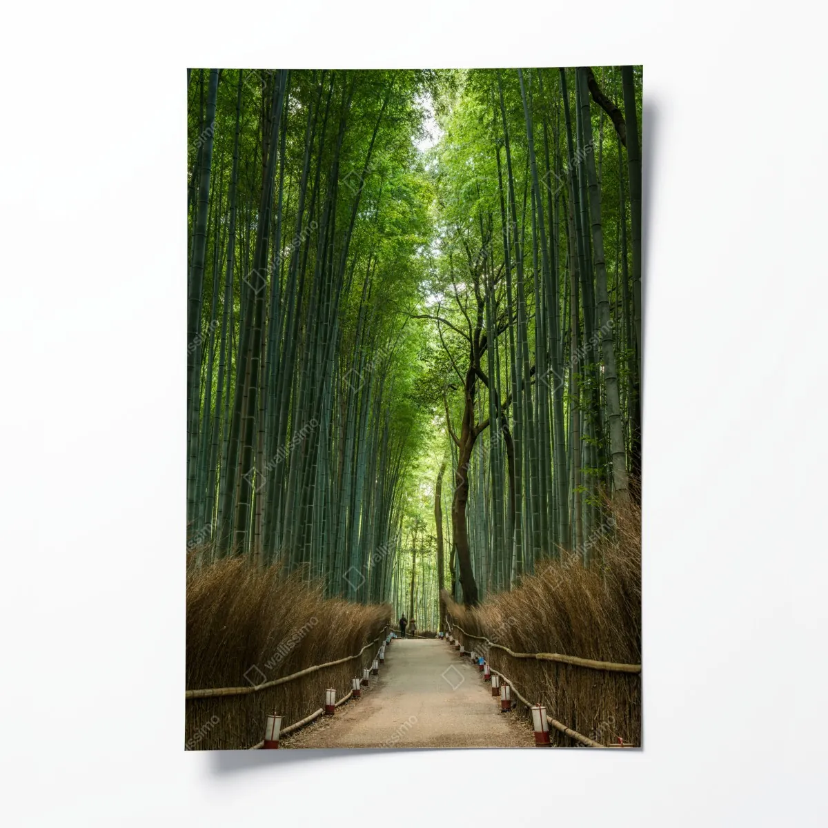 Plakat spokojna alejka w bambusowym gaju – Wallissimo® Plakat spokojna alejka w bambusowym gaju – Wallissimo®