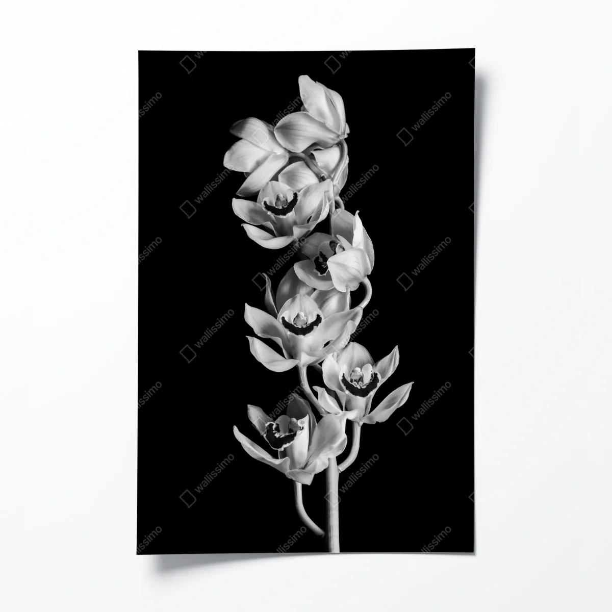 Plakat elegancka monochromatyczna gałąź orchidei – Wallissimo® Plakat elegancka monochromatyczna gałąź orchidei – Wallissimo®