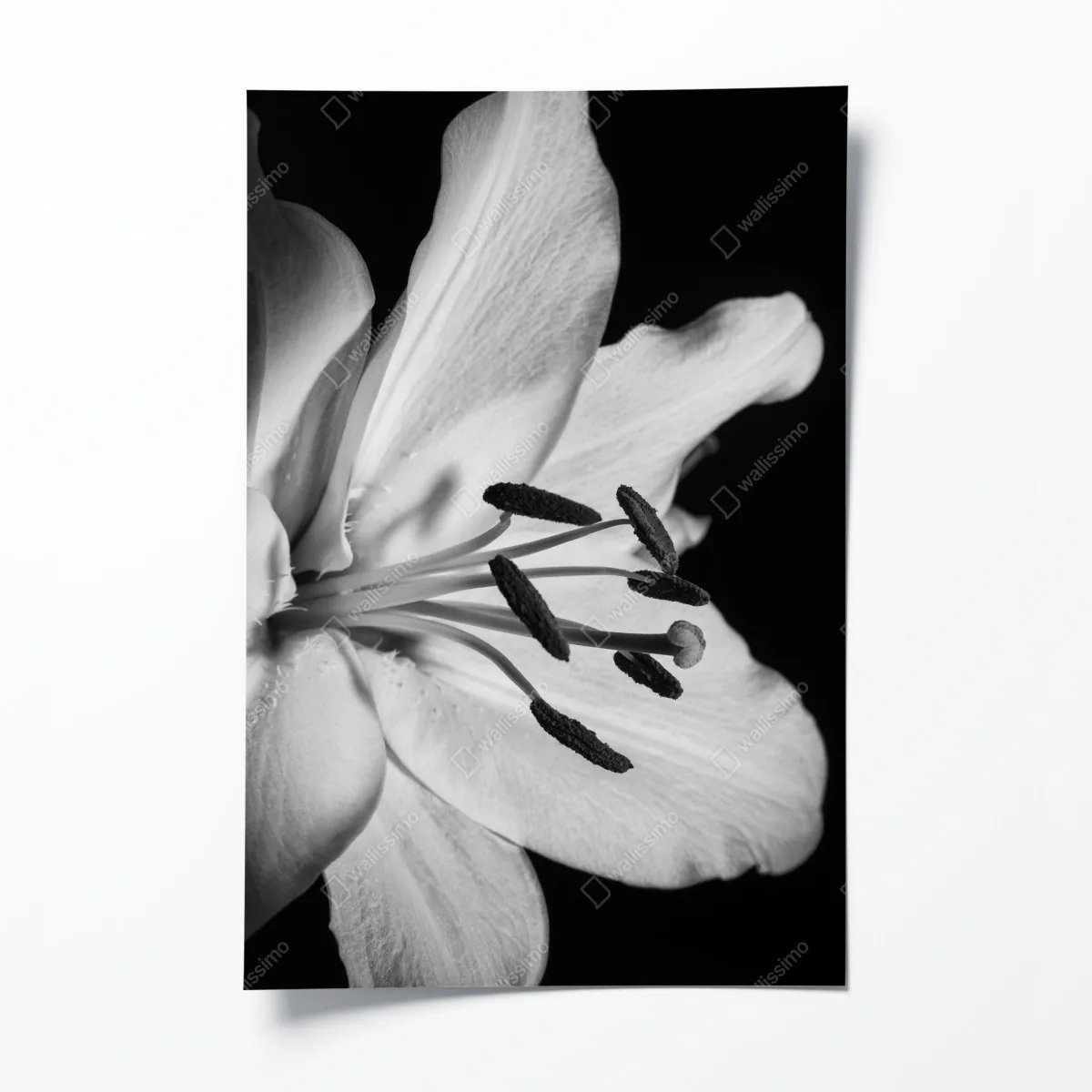 Plakat monochromatyczna lilia zbliżenie – Wallissimo® Plakat monochromatyczna lilia zbliżenie – Wallissimo®