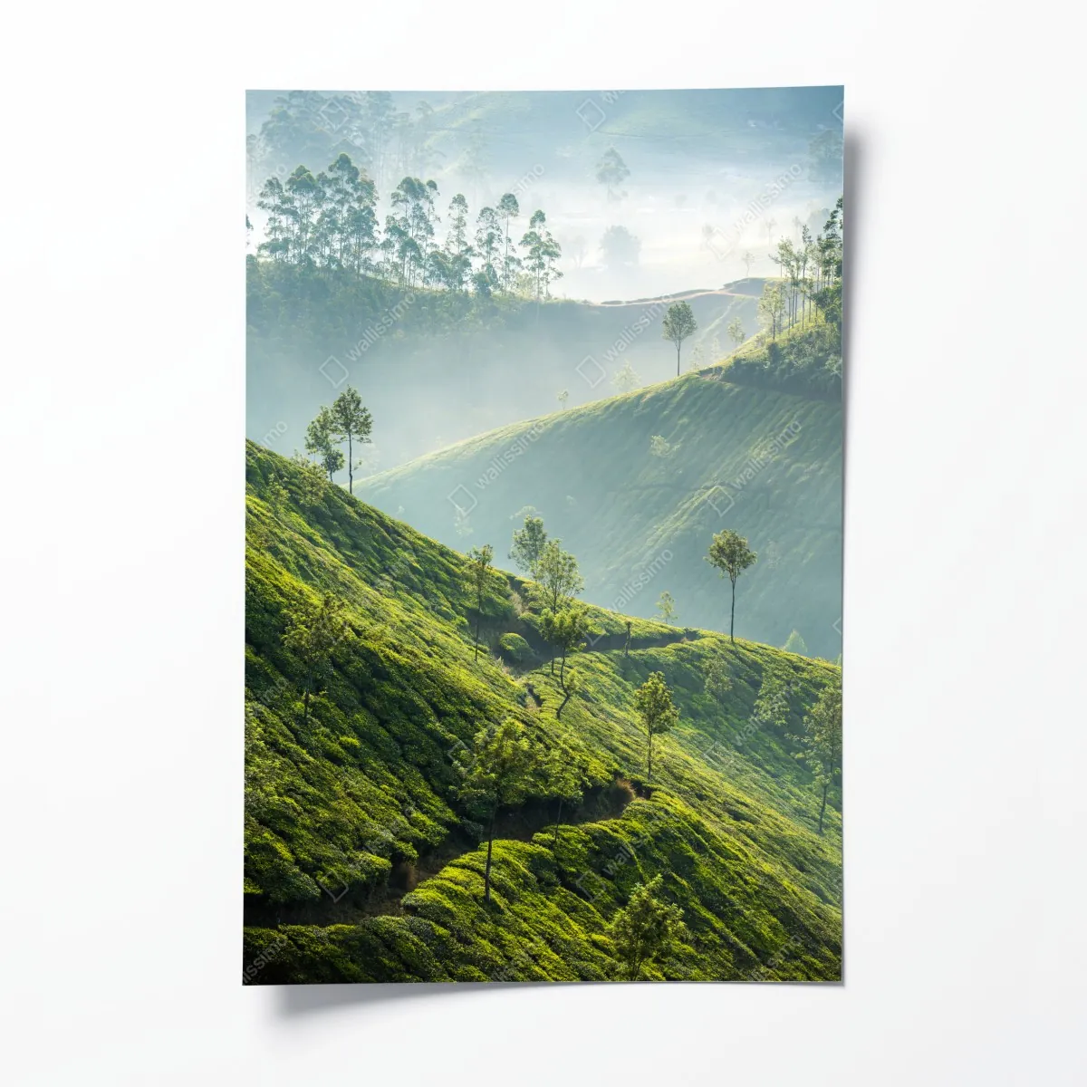 Plakat mglisty krajobraz plantacji herbaty w Munnar – Wallissimo® Plakat mglisty krajobraz plantacji herbaty w Munnar – Wallissimo®