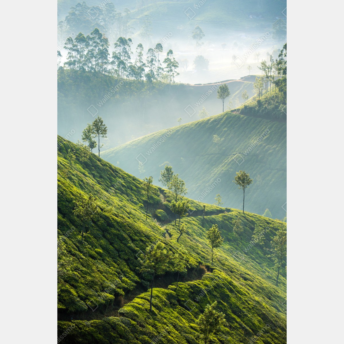 Plakat mglisty krajobraz plantacji herbaty w Munnar – Wallissimo® Plakat mglisty krajobraz plantacji herbaty w Munnar – Wallissimo®