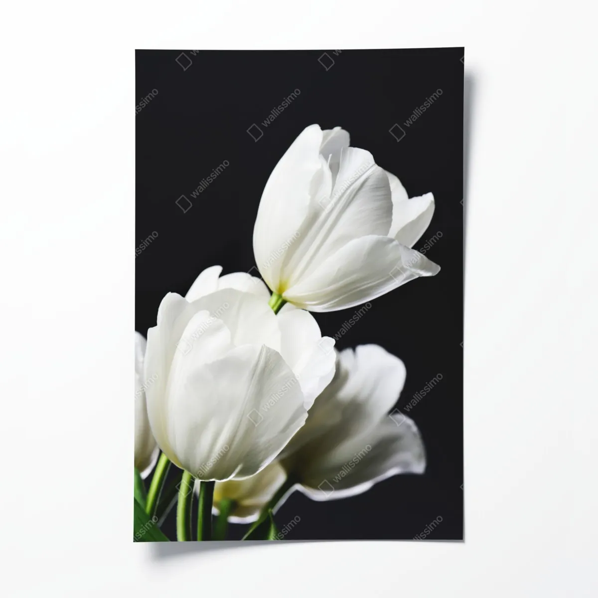 Plakat biały bukiet tulipanów na ciemnym tle – Wallissimo® Plakat biały bukiet tulipanów na ciemnym tle – Wallissimo®