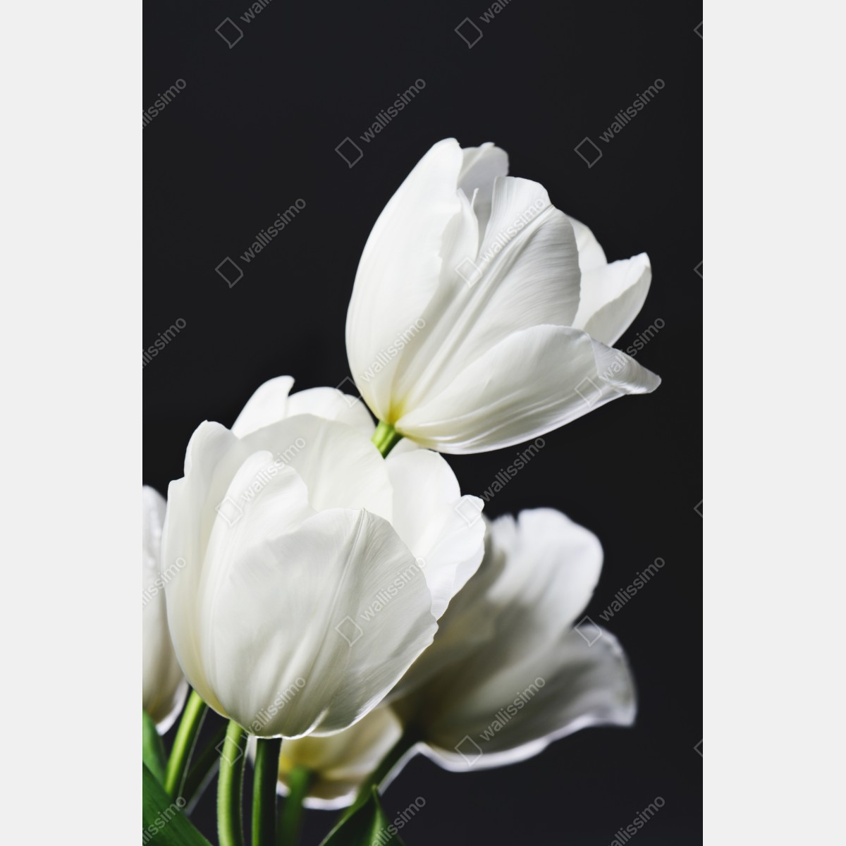 Plakat biały bukiet tulipanów na ciemnym tle – Wallissimo® Plakat biały bukiet tulipanów na ciemnym tle – Wallissimo®