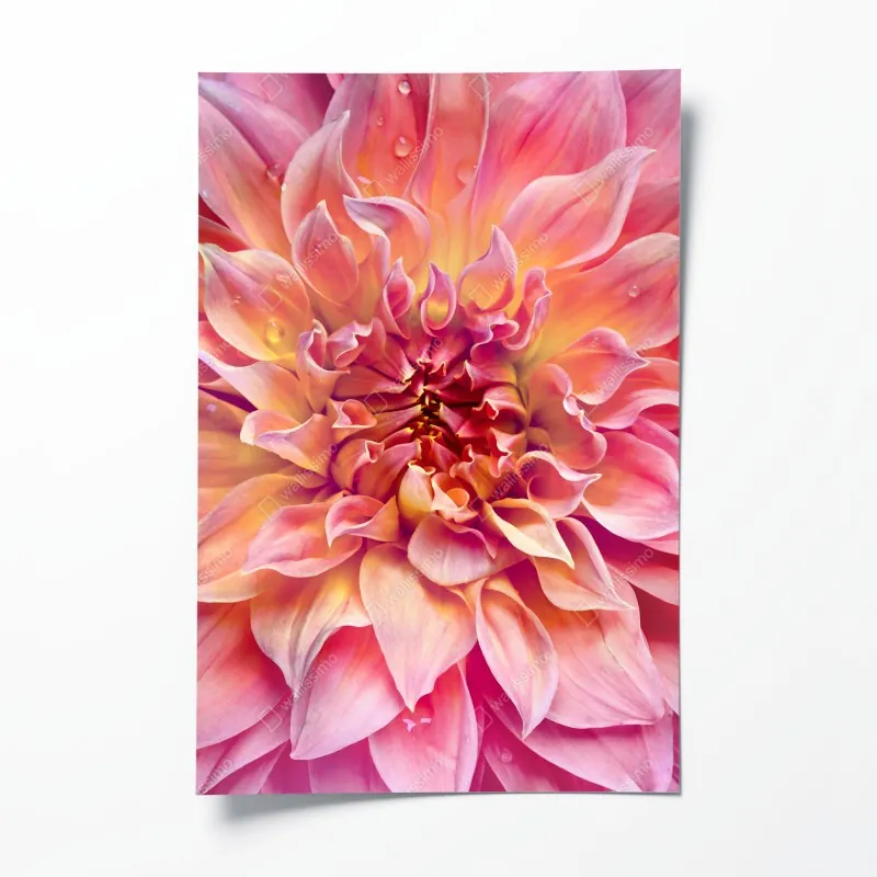 Plakat różowa dalia w zbliżeniu