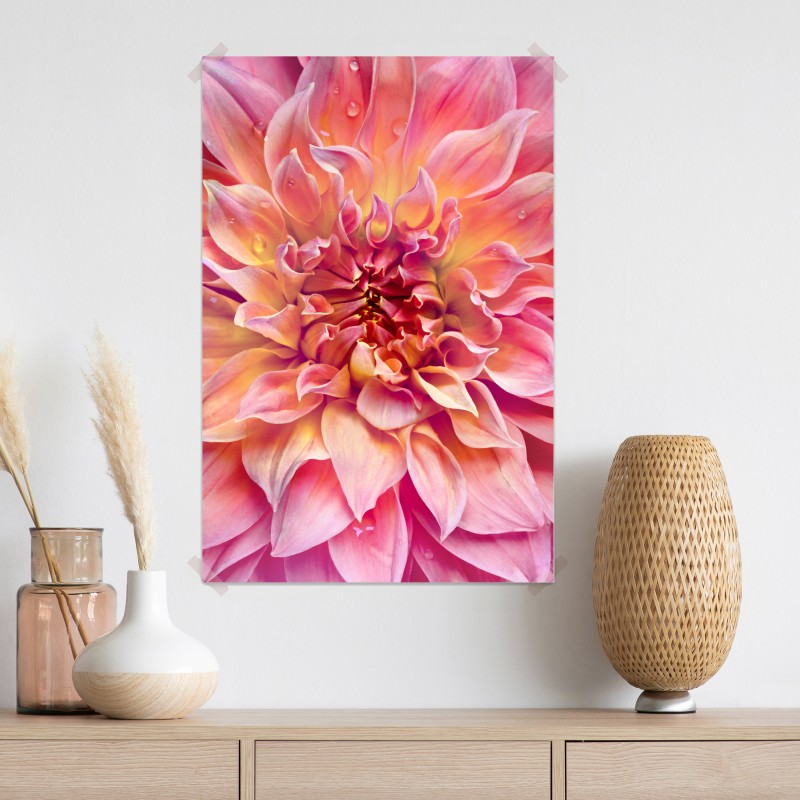 Plakat różowa dalia w zbliżeniu – Wallissimo® Plakat różowa dalia w zbliżeniu – Wallissimo®