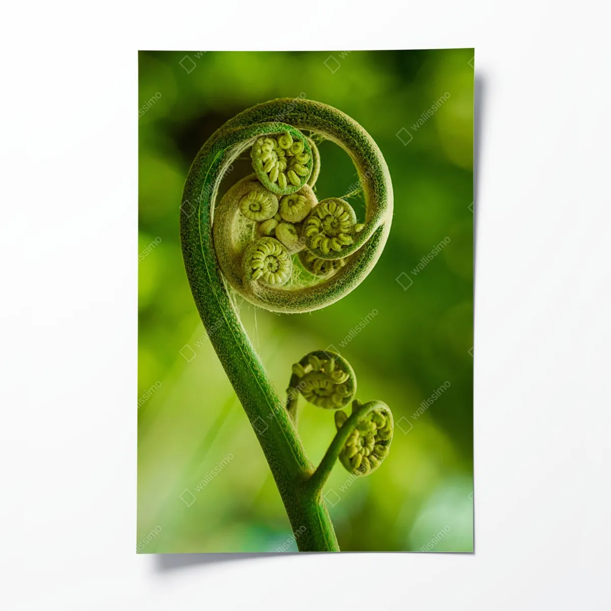 Plakat zielony pąk paproci makro – Wallissimo® Plakat zielony pąk paproci makro – Wallissimo®