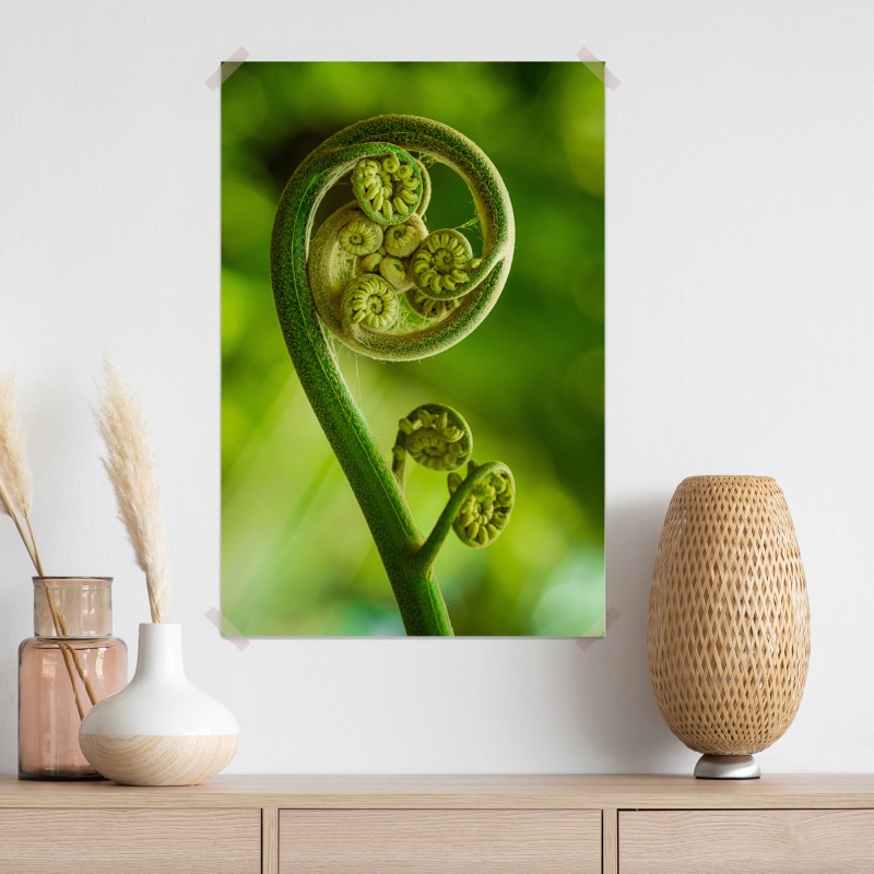 Plakat zielony pąk paproci makro – Wallissimo® Plakat zielony pąk paproci makro – Wallissimo®