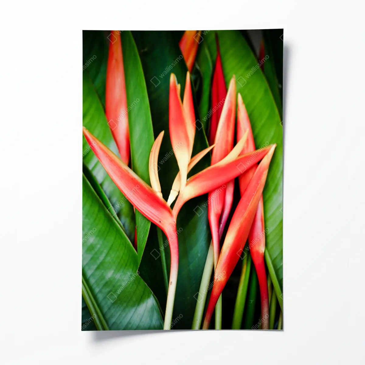 Plakat żywe tropikalne kwiaty heliconia – Wallissimo® Plakat żywe tropikalne kwiaty heliconia – Wallissimo®