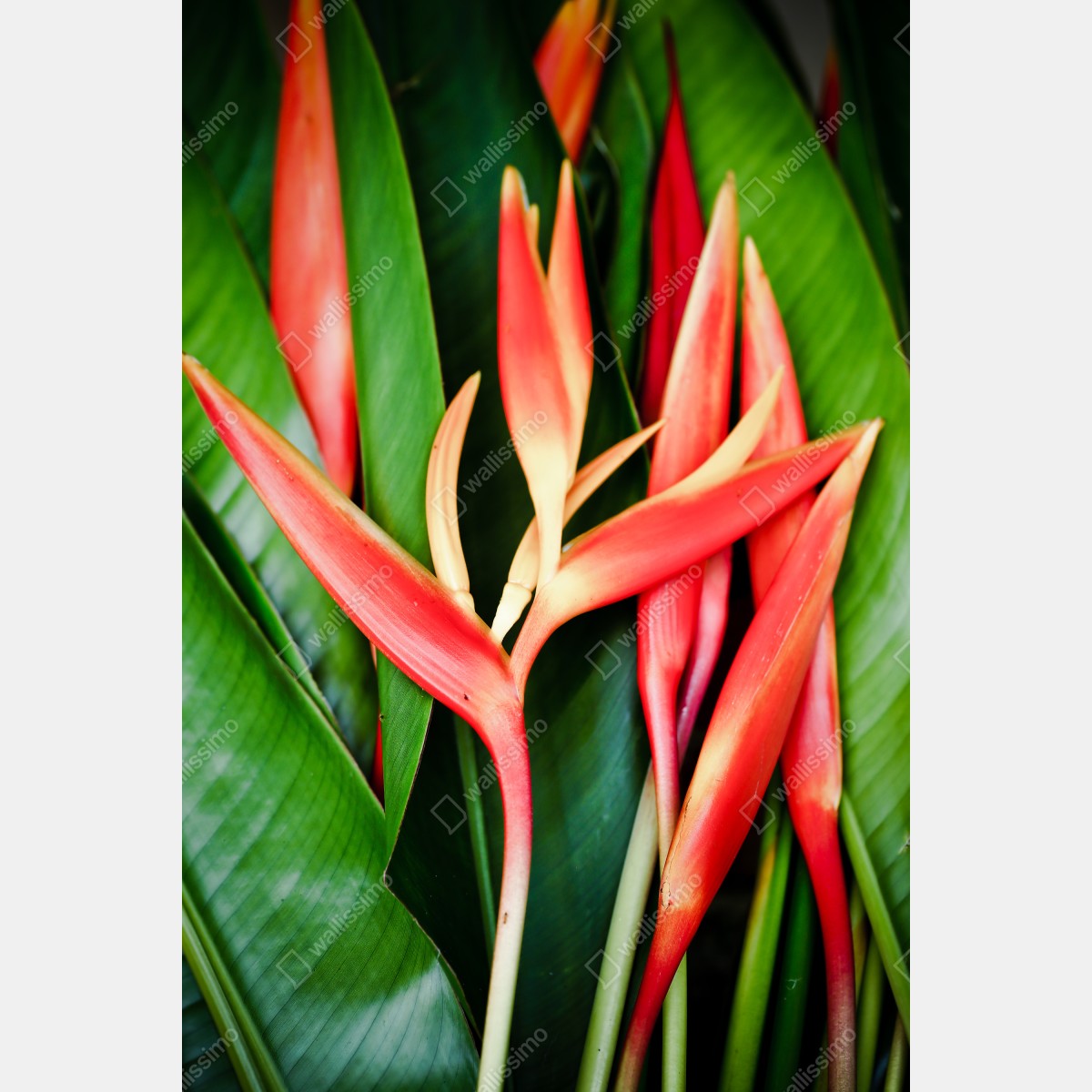 Plakat żywe tropikalne kwiaty heliconia – Wallissimo® Plakat żywe tropikalne kwiaty heliconia – Wallissimo®