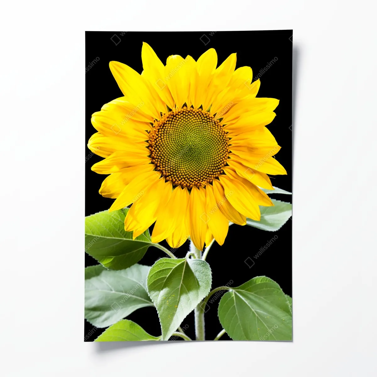 Plakat jaskrawy słonecznik na czarnym tle – Wallissimo® Plakat jaskrawy słonecznik na czarnym tle – Wallissimo®