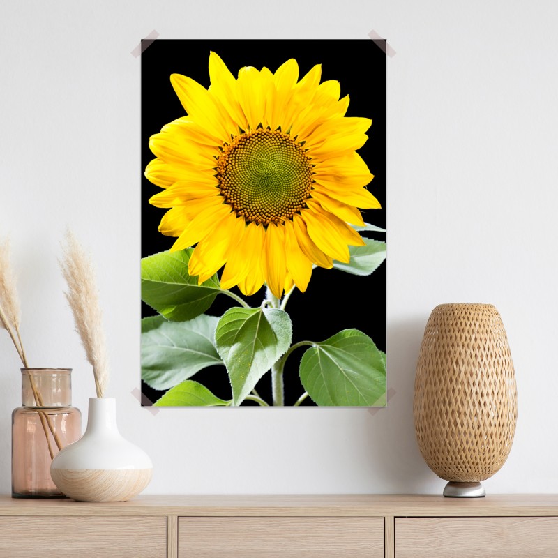 Plakat jaskrawy słonecznik na czarnym tle – Wallissimo® Plakat jaskrawy słonecznik na czarnym tle – Wallissimo®