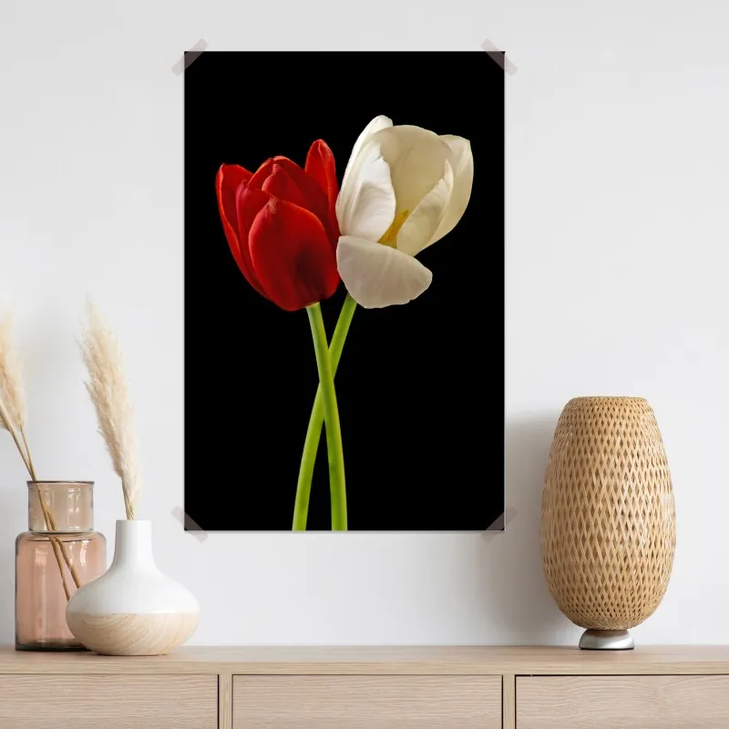 Plakat czerwono-białe tulipany na czarnym tle – Wallissimo® Plakat czerwono-białe tulipany na czarnym tle – Wallissimo®