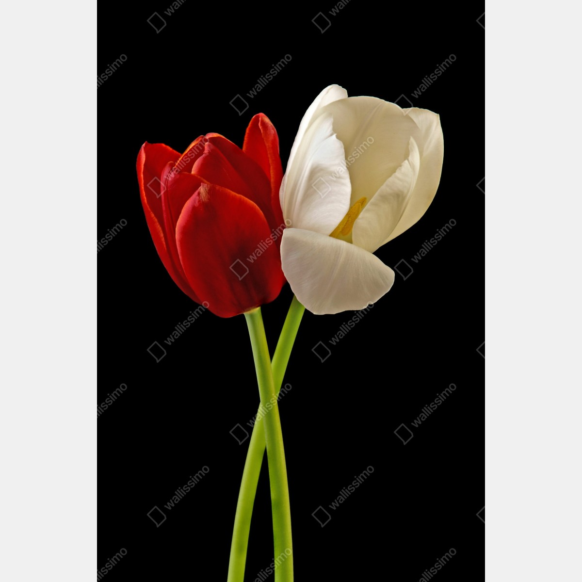 Plakat czerwono-białe tulipany na czarnym tle – Wallissimo® Plakat czerwono-białe tulipany na czarnym tle – Wallissimo®