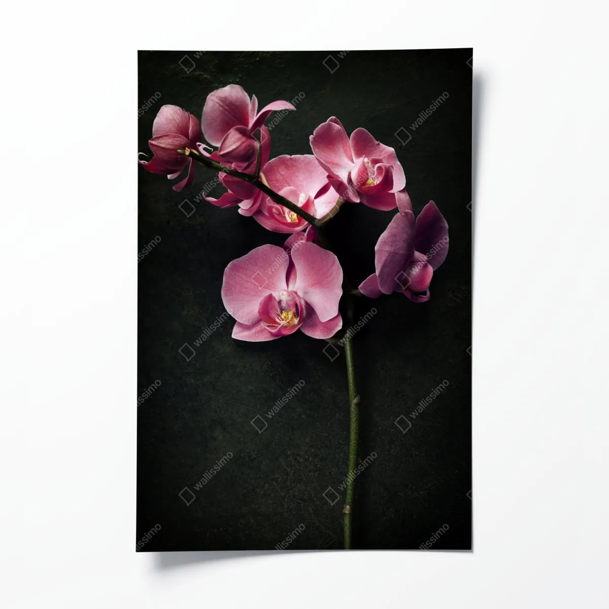 Plakat różowy storczyk na ciemnym tle w stylu vintage – Wallissimo® Plakat różowy storczyk na ciemnym tle w stylu vintage – Wallissimo®
