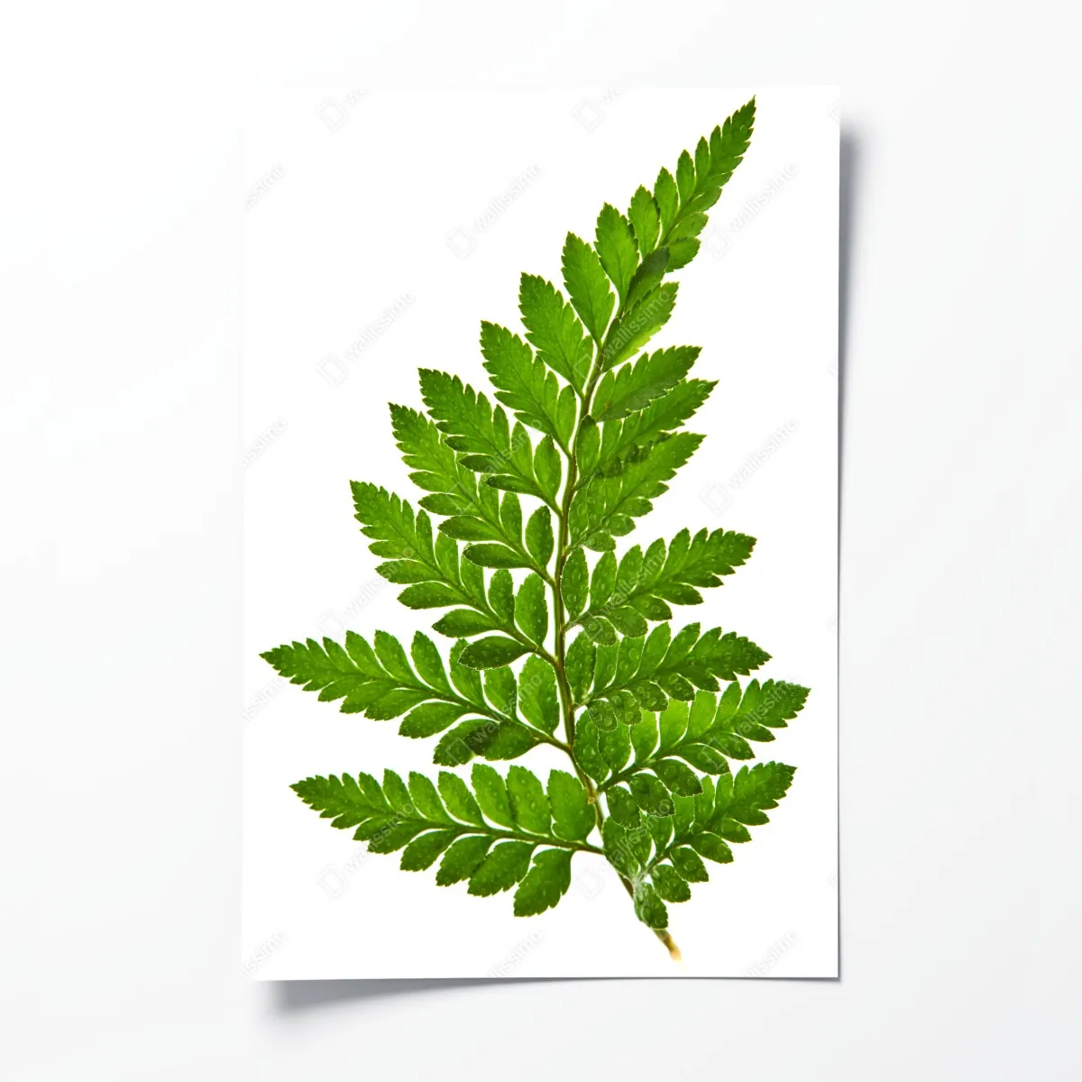Plakat zielony liść paproci na białym tle – Wallissimo® Plakat zielony liść paproci na białym tle – Wallissimo®