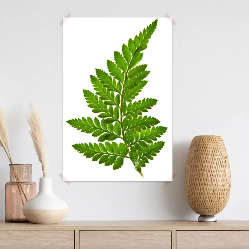 Plakat zielony liść paproci na białym tle – Wallissimo® Plakat zielony liść paproci na białym tle – Wallissimo®